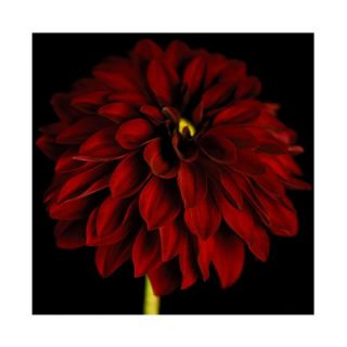 Graham & Brown Black and Red Dahlia Canvas 40 617