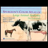 Spurgeons Color Atlas of Large Animal Anatomy  The Essentials
