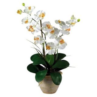 Double Stem Phalaenopsis Orchid in Ceramic Pot 25   Cream