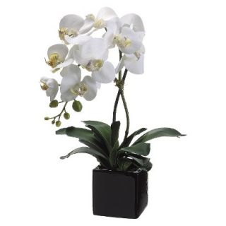 Cream Yellow Orchid in Square Ceramic Pot