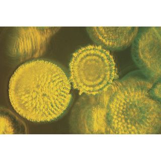 Magnified Radiolaria Abstract Canvas Wall Art