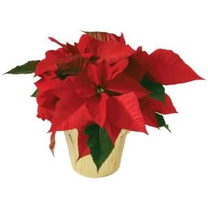 6 in. Live Poinsettia 6INP2013