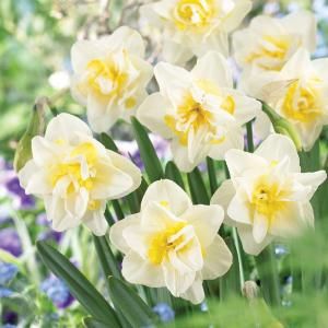 Martha Stewart Living Daffodil White Lion Dormant Bulbs (54 Pack) 70356
