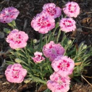 OnlinePlantCenter 1 gal. Raspberry Surprise Garden Pinks Plant D3138CL