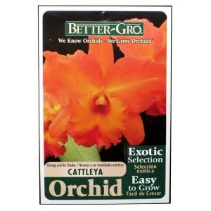 Better Gro Orange Cattleya Packaged Orchid 20323