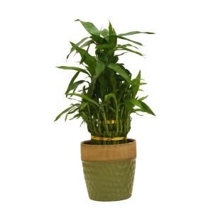 Delray Plants Lucky Bamboo in 5 in. Christine Green Pot 5CHRISTINEBAM