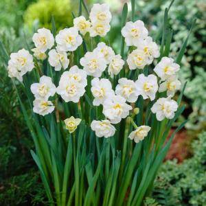 Daffodil Cheerfulness Dormant Bulbs (20 Pack) 70137 
