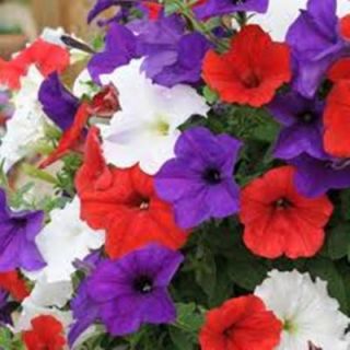 Wave 6 in. Flag Mix Easy Wave Petunia DISCONTINUED 0883202