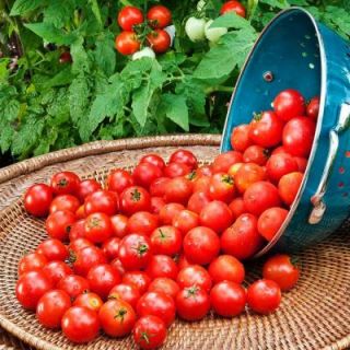 Bonnie Plants 4 in. Husky Cherry Tomato 121