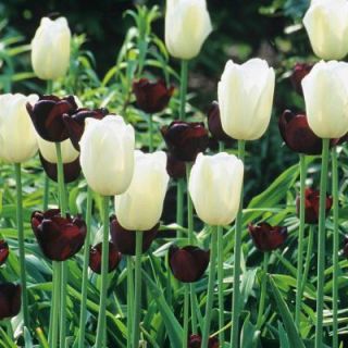 Martha Stewart Living Tulip Queen Of Night/Maureen Dormant Bulbs (48 Pack) 70373