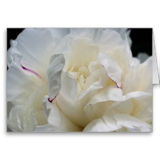 White Peony Petals Flower Photography Card