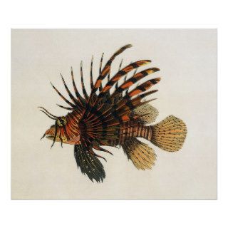 Vintage Marine Ocean Life Animal, Lionfish, Fish Posters