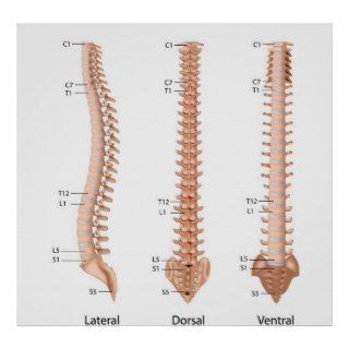Human spine anatomy, labeled print.