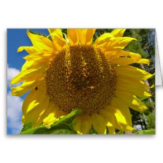 Christian Sunflower Birthday Card Cards