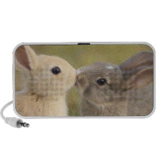 Two bunnies kissing speaker