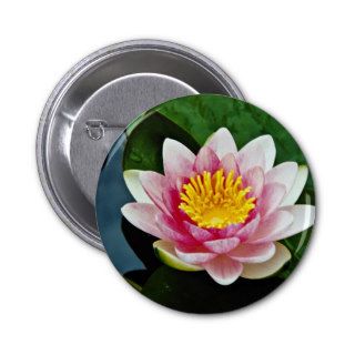 Nymphaea attraction, red, hardy water lily  flower pinback buttons