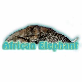 African elephant photo sculpture wildlife magnets