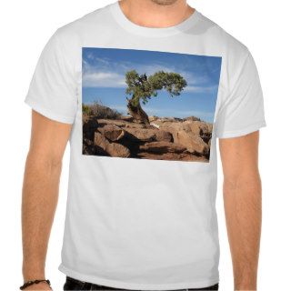 Cedar shrub on Dead Horse Point T shirts