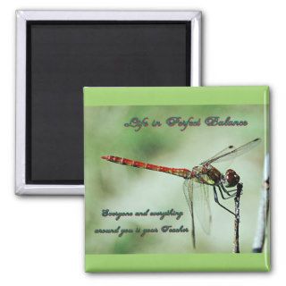 Dragonfly Magnet