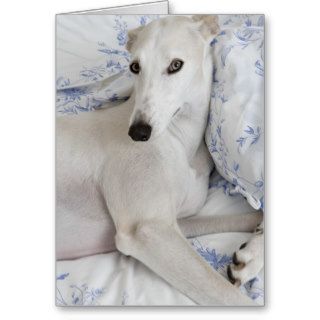 Greyhound Lying on Bed Card