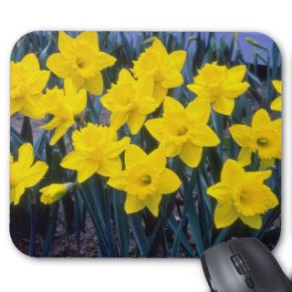 yellow Trumpet Narcissi, 'King Alfred' flowers Mousepad