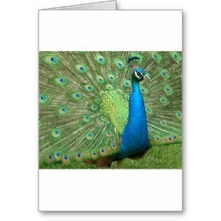 Peacock Strutting His Stuff Greeting Card