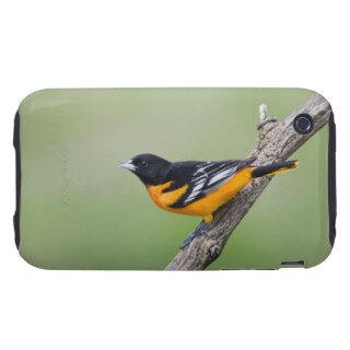 Baltimore Oriole (Icterus galbula), during 2 iPhone 3 Tough Case