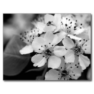 Black and White Cherry Blossom Post Cards