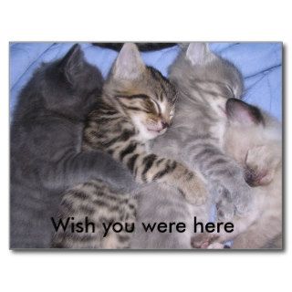 Four sleeping kittens, Wish you were here Post Card