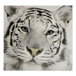 White Tiger Posters
