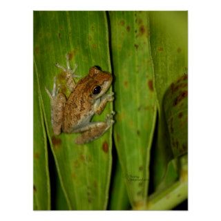 Tree Frog Palm Leaf Poster
