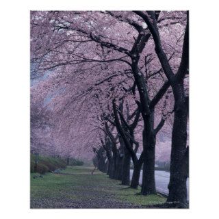 Row of cherryblossom trees poster