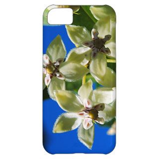 Cream Colored Flowers Against A Blue Sky Case For iPhone 5C