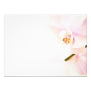 Orchid    Pink High Key Flower   Floral Template Photo Art