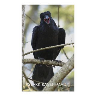 Funny Raven Wildlife Photo Poster