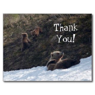 Grizzly Family Scene; Thank You Post Cards