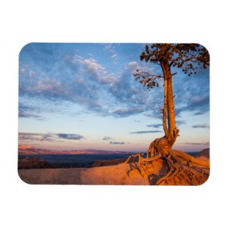 Tree Clings to Ledge, Bryce Canyon National Park Rectangular Magnets