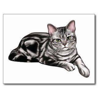 American Shorthair Cat Postcards