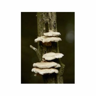 Mushrooms On Tree Cut Out