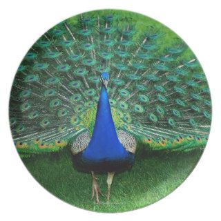 Peacock Walking Across Grass Party Plate