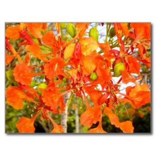 Flamboyan tree flowers (CloseUp) Postcard