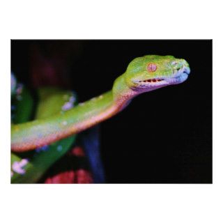 Green Tree Boa Stretching Announcement