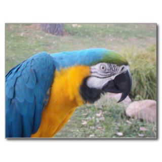 Beautiful Macaw Postcards