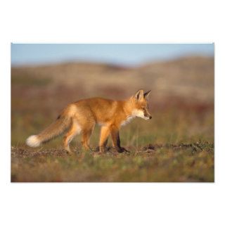 red fox, Vulpes vulpes, along the central Photographic Print