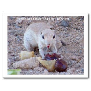 "You'll Be Sorry" Squirrel Postcard