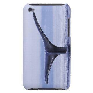 Tail Fin of Humpback Whale Sounding in Frederick S iPod Case Mate Cases