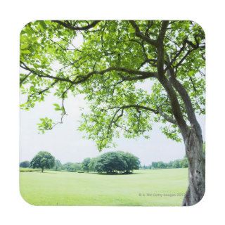 Tree in the field of grass coasters