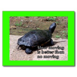 turtle slow Postcard