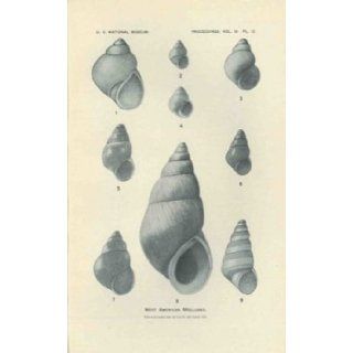 The West American Mollusks of the Families Rissoellidae and Synceratidae, and the Rissoid Genus Barleeia, 1920, Proceedings, 58 (2331)  159 176, 2 plates. P. Bartsch Books