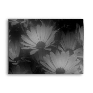 African Daisy Flowers In Black And White Envelopes